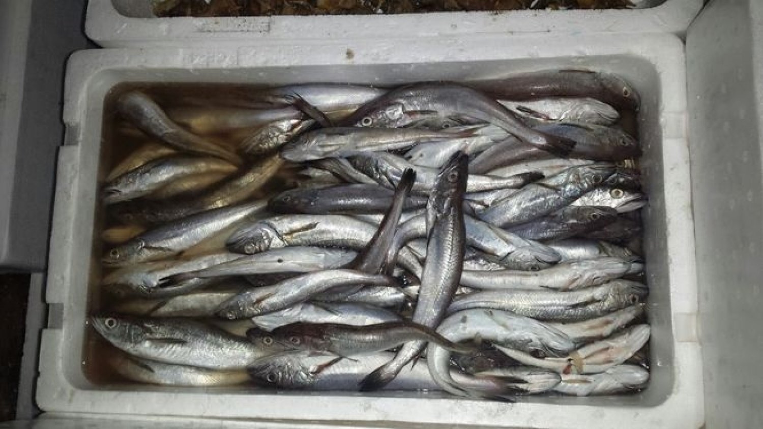 La Inspección Pesquera de la Junta decomisa 662 kilos de pescado ilegal