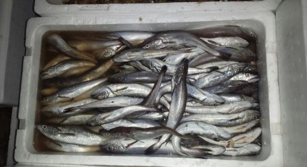 La Inspección Pesquera de la Junta decomisa 662 kilos de pescado ilegal