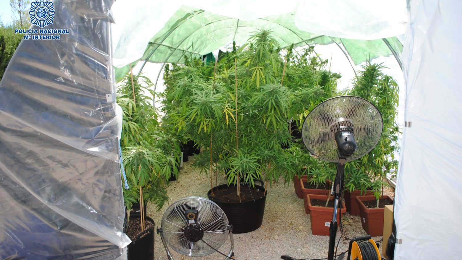 Desmantelan una plantación de marihuana en Ronda y se incautan 135 plantas