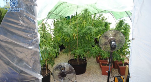 Desmantelan una plantación de marihuana en Ronda y se incautan 135 plantas