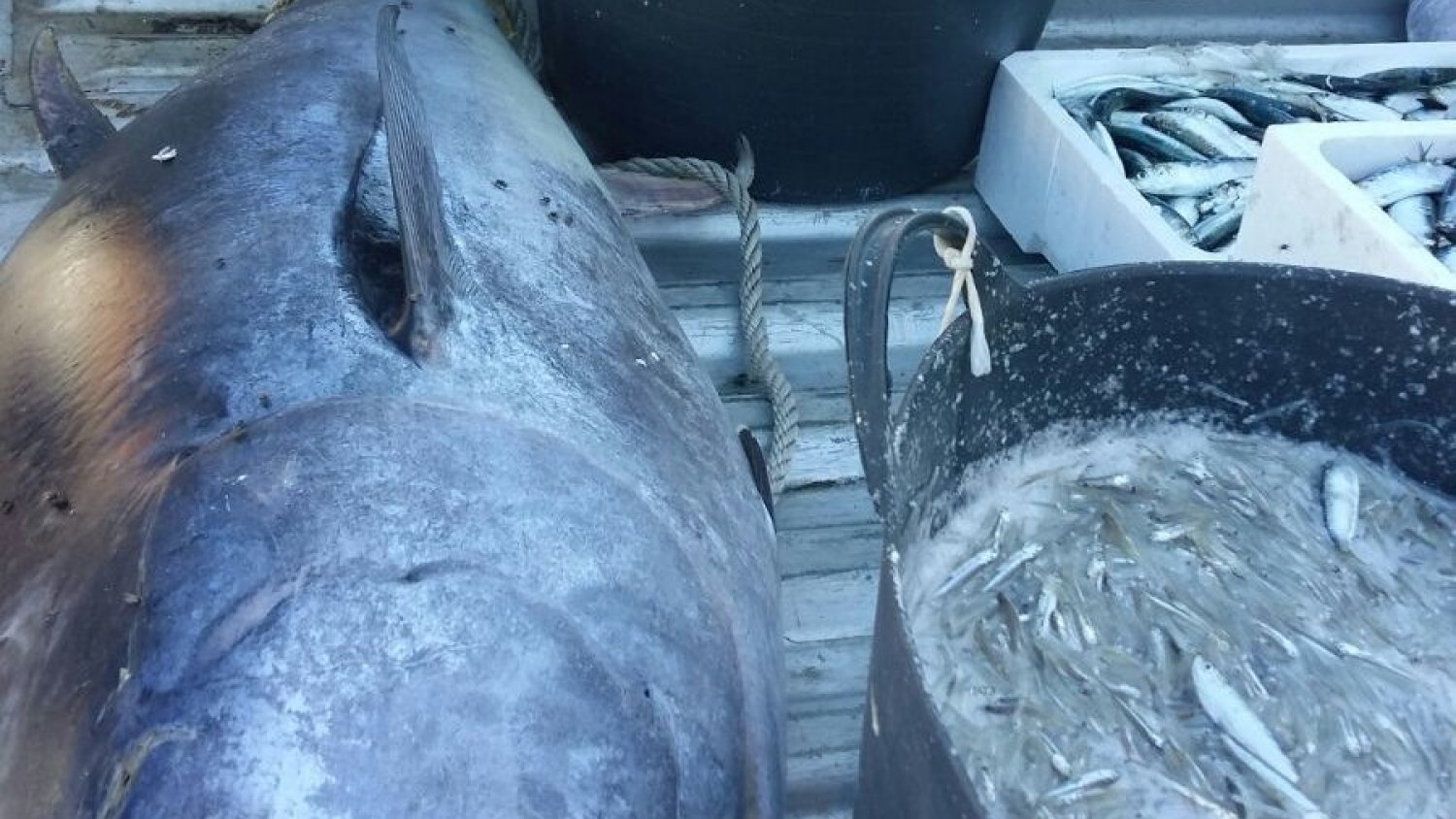 La Inspección Pesquera de la Junta y la Guardia Civil decomisan 694 kilos de pescado ilegal