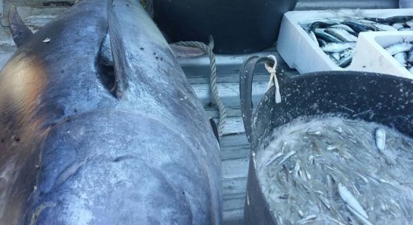 La Inspección Pesquera de la Junta y la Guardia Civil decomisan 694 kilos de pescado ilegal