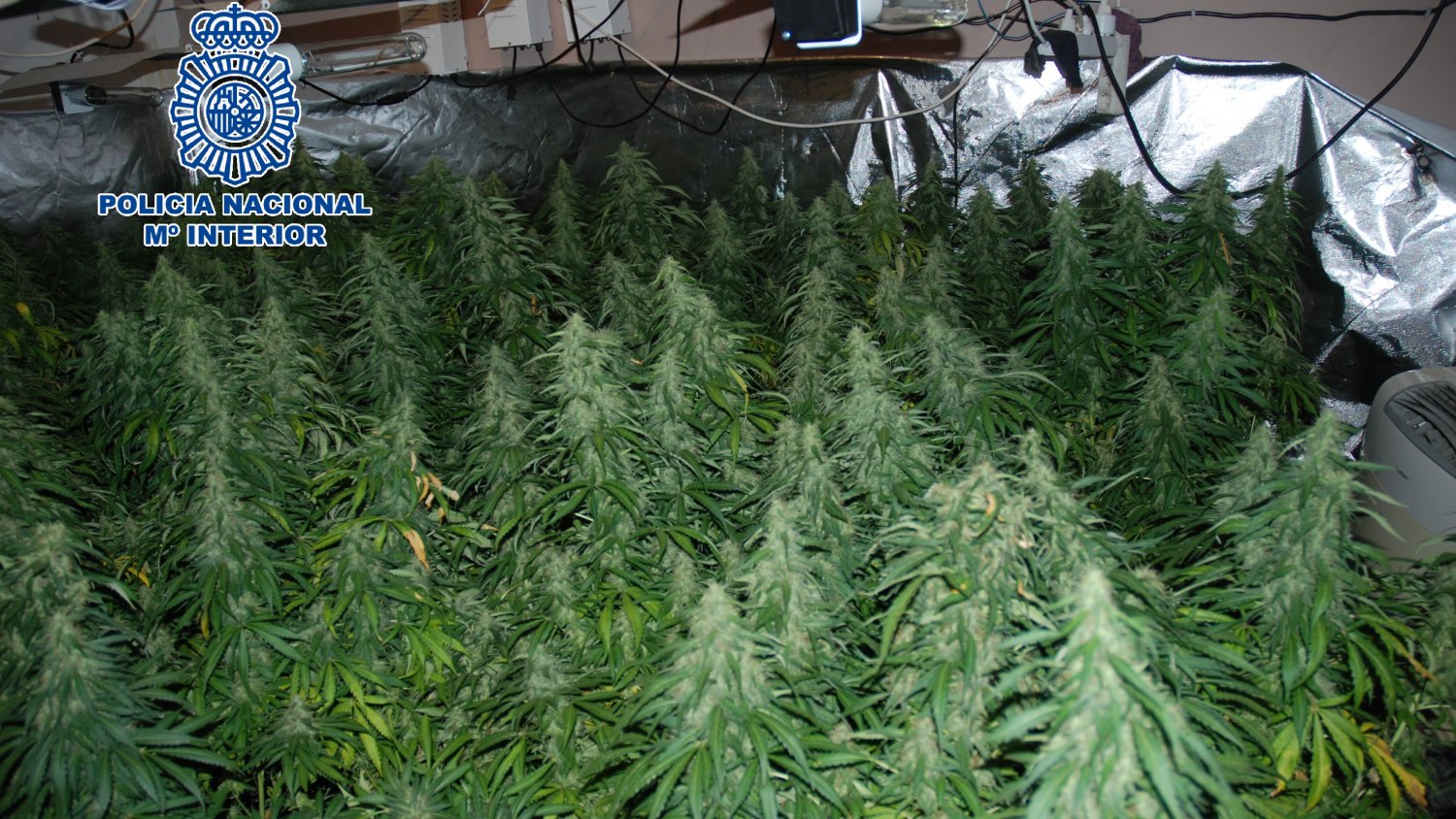 Desmantelan una plantación de marihuana en una vivienda y se incauta de 188 plantas