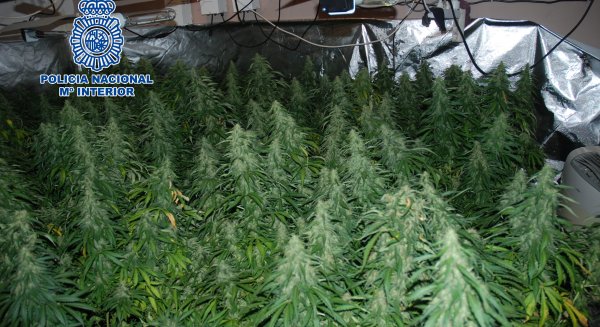 Desmantelan una plantación de marihuana en una vivienda y se incauta de 188 plantas
