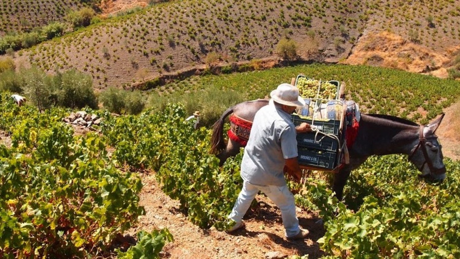 Iznate celebra la XVIII edición del Día de la Uva Moscatel