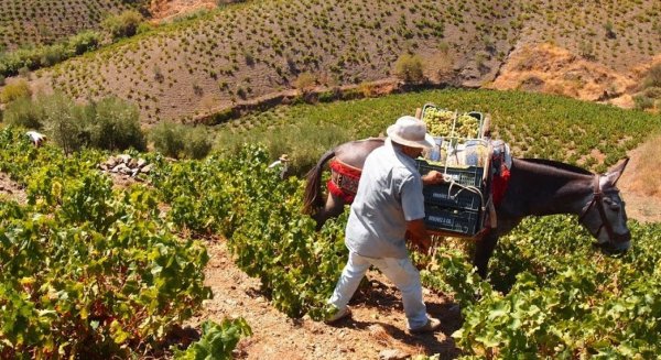 Iznate celebra la XVIII edición del Día de la Uva Moscatel