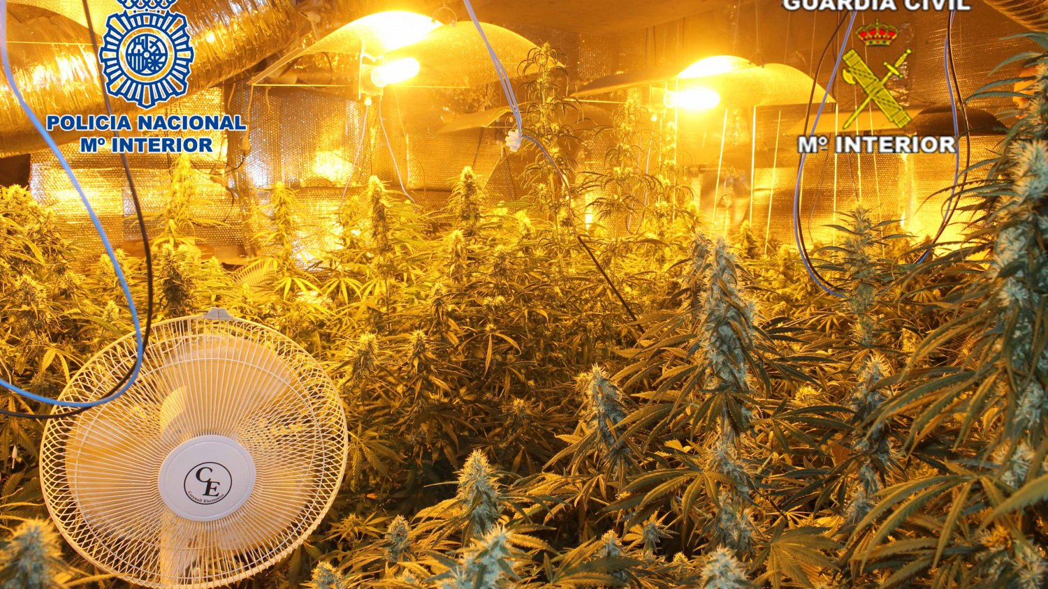 Desmantelan en Mijas un cultivo de 396 plantas de marihuna