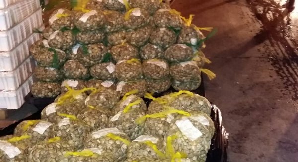 Decomiso de 703 kilos de marisco y pescado inmaduro o sin trazabilidad en Mercamálaga