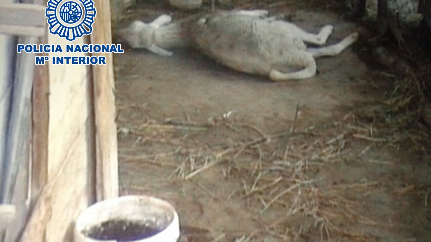 Detienen a un hombre por maltratar a 19 perros y a 7 ovejas en un cortijo de Benagalbón