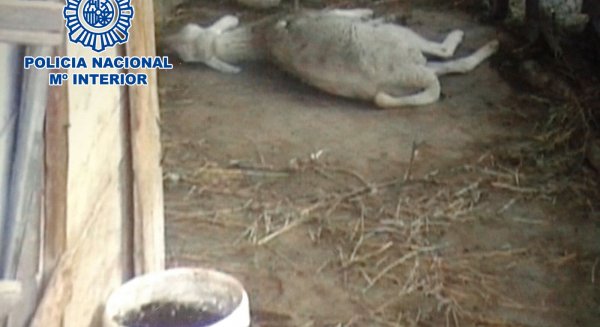 Detienen a un hombre por maltratar a 19 perros y a 7 ovejas en un cortijo de Benagalbón