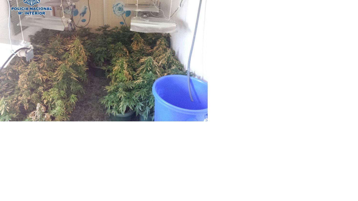 Desarticulan dos laboratorios de marihuana en dos viviendas de la zona oeste de Málaga
