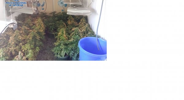 Desarticulan dos laboratorios de marihuana en dos viviendas de la zona oeste de Málaga