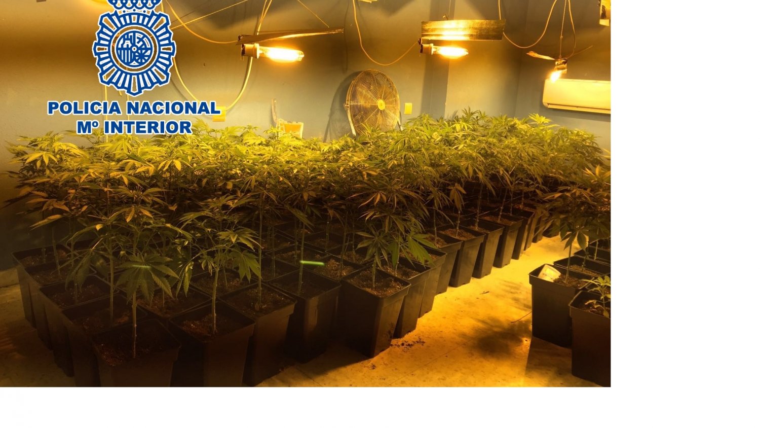 Desmantelan un invernadero de marihuana en una vivienda de la zona oeste de Málaga