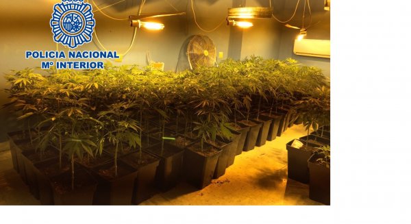 Desmantelan un invernadero de marihuana en una vivienda de la zona oeste de Málaga