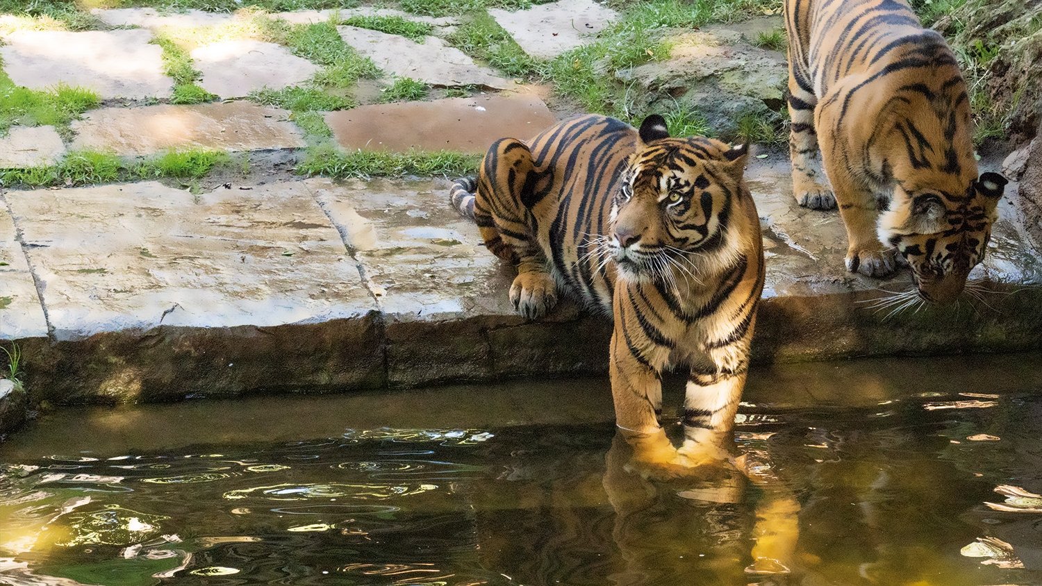 Bioparc Fuengirola lleva a cabo enriquecimientos con feromonas para tigres y leopardos