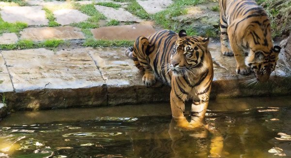 Bioparc Fuengirola lleva a cabo enriquecimientos con feromonas para tigres y leopardos