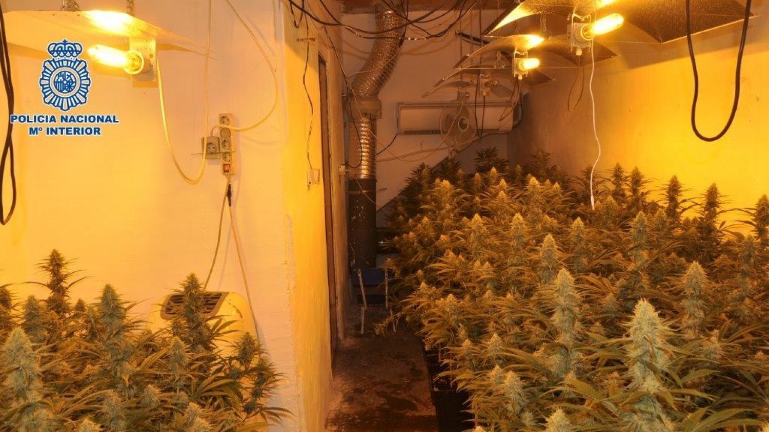Desmantelados dos laboratorios de marihuana en Vélez-Málaga