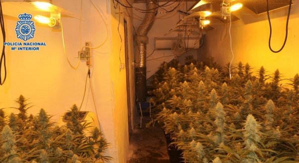 Desmantelados dos laboratorios de marihuana en Vélez-Málaga