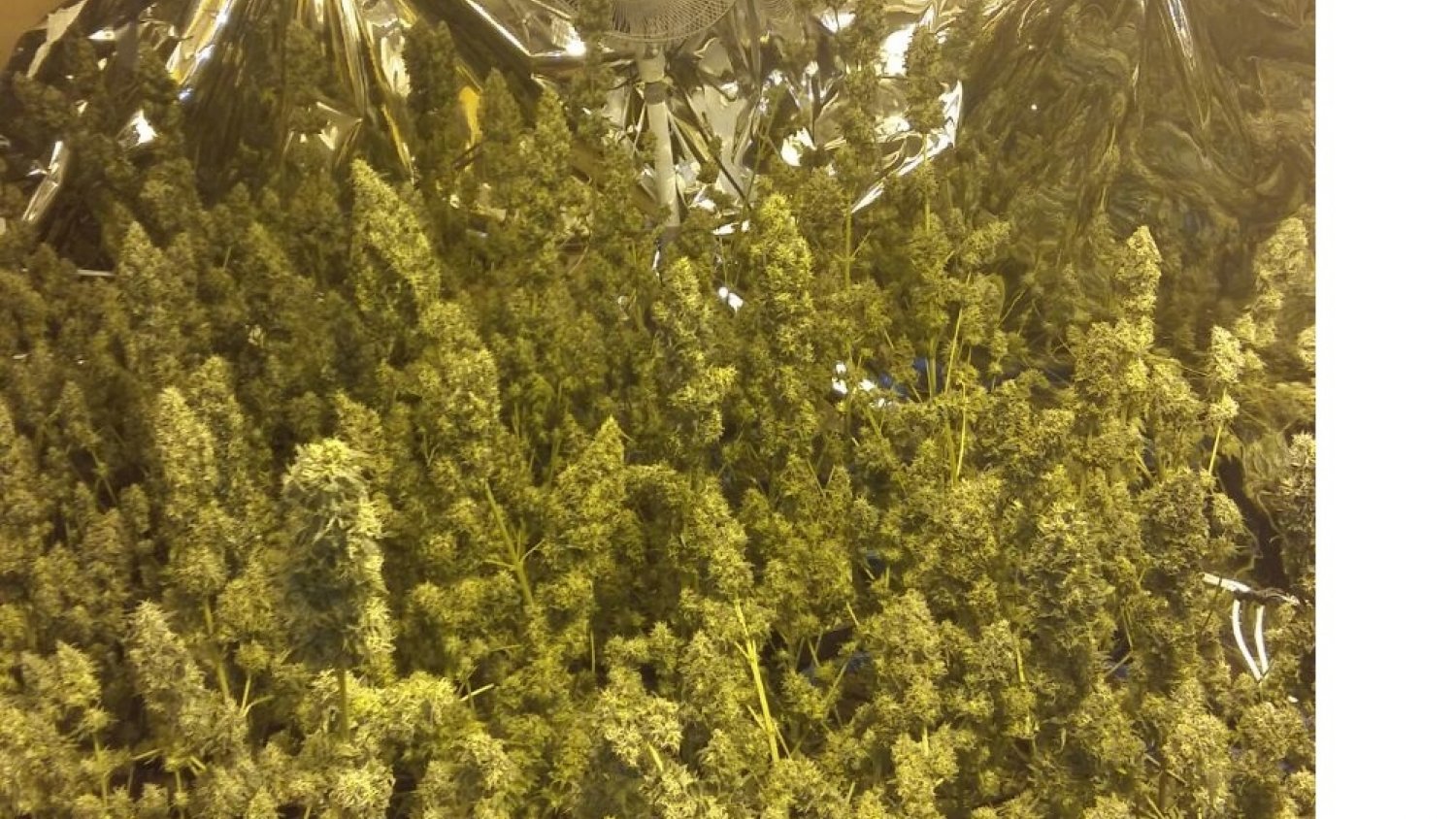 Detienen en Marbella a 11 personas por presunta relación con el tráfico de marihuana