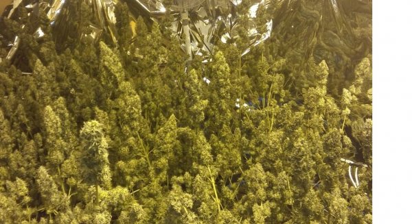 Detienen en Marbella a 11 personas por presunta relación con el tráfico de marihuana