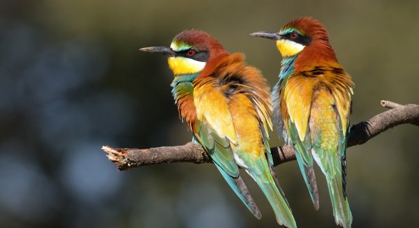 Más de 50 fotografías de animales autóctonos protagonizan la exposición 'Torremolinos, naturalmente'