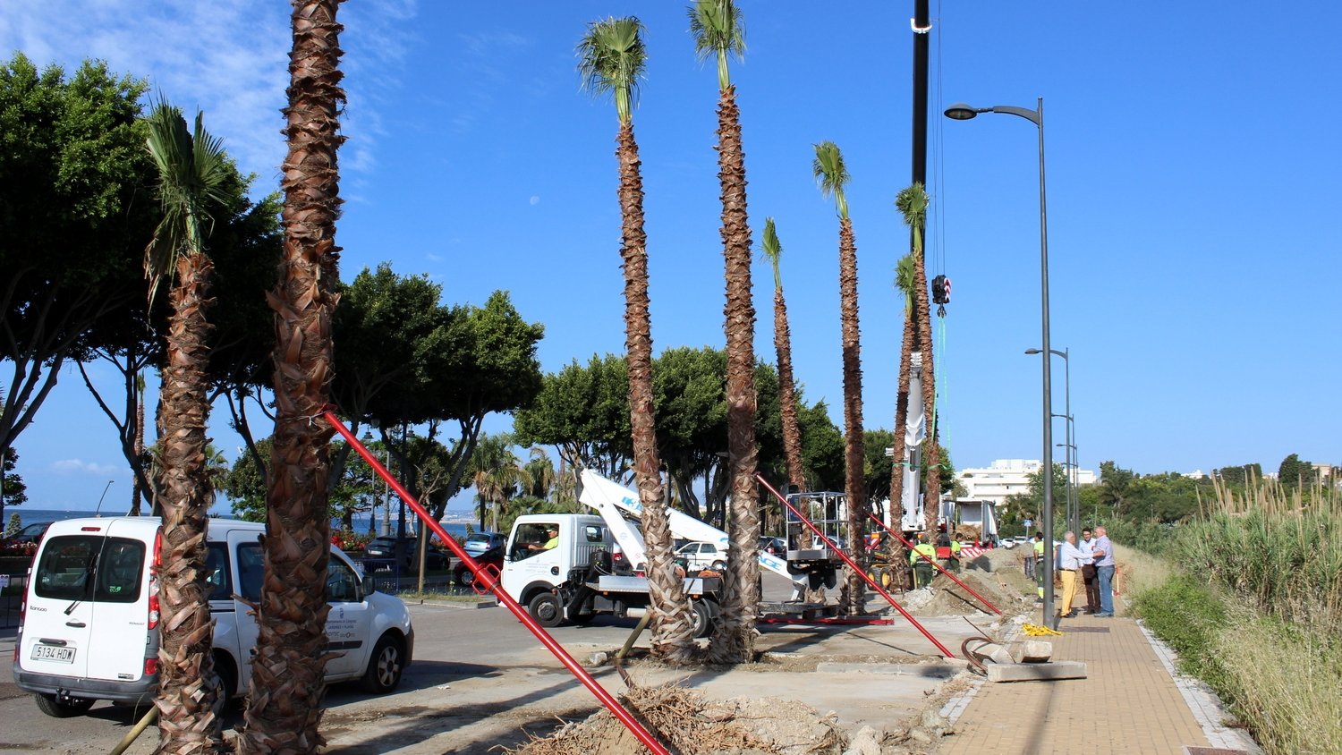 El proyecto 'Estepona, Jardín de la Costa del Sol' avanza con la plantación de 400 palmeras en la avenida Litoral