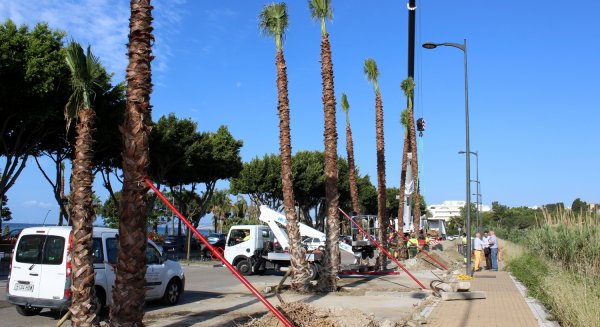 El proyecto 'Estepona, Jardín de la Costa del Sol' avanza con la plantación de 400 palmeras en la avenida Litoral