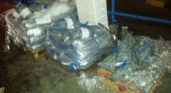 Incautados más de 900 kilogramos de pescado inmaduro en Mercamalaga