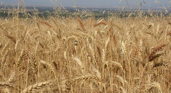 La UMA investiga el ‘Furfural’ como alternativa en producción de biocombustibles