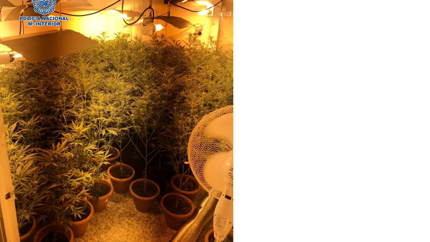 La Policía Nacional desmantela una plantación 'indoor' de cannabis sativa en una vivienda de Antequera