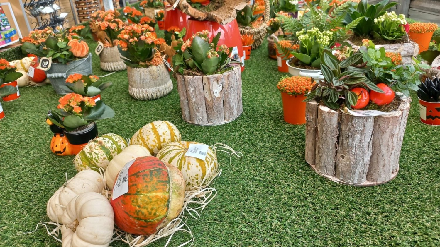 El vivero municipal de Torremolinos oferta plantas y centros en su campaña de ‘Halloween’