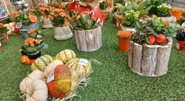 El vivero municipal de Torremolinos oferta plantas y centros en su campaña de ‘Halloween’