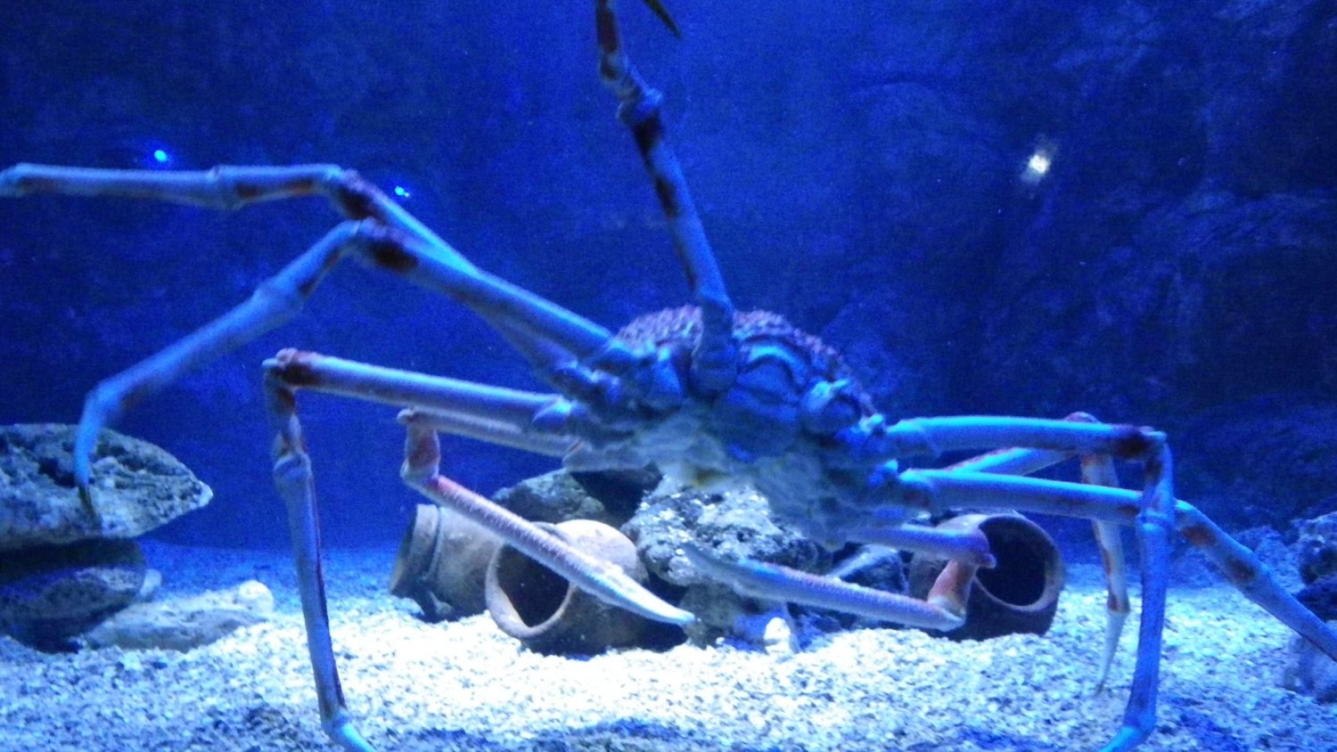 Sea Life ofrece entradas online a 9,95 euros durante la Semana Blanca