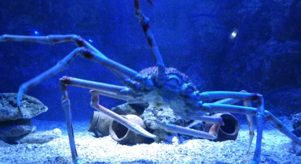 Sea Life ofrece entradas online a 9,95 euros durante la Semana Blanca