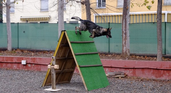 Un total de 40 parejas buscan ser campeones de España de perros de trabajos y utilidad