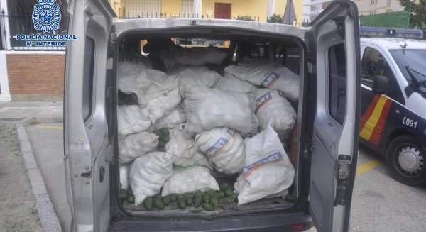 Detenidos cuatro miembros de una banda criminal que saqueaba fincas de aguacates