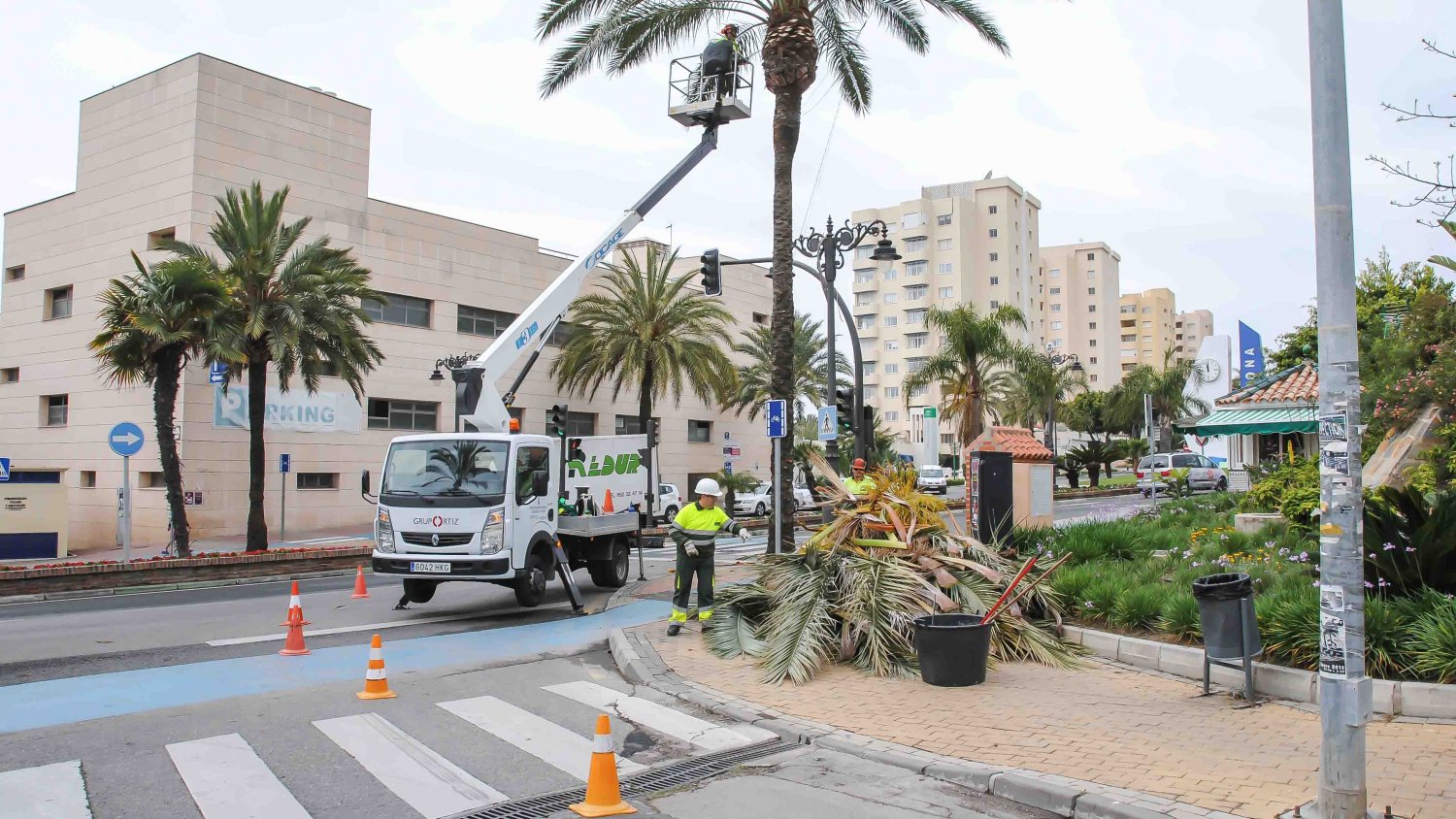 El Ayuntamiento de Estepona podará más de 8.000 árboles en los próximos dos meses