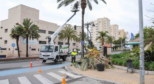 El Ayuntamiento de Estepona podará más de 8.000 árboles en los próximos dos meses