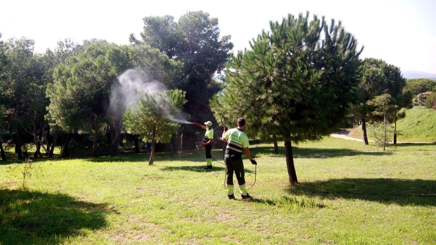 El Ayuntamiento de Estepona pone en marcha un plan de tratamiento contra la procesionaria del pino