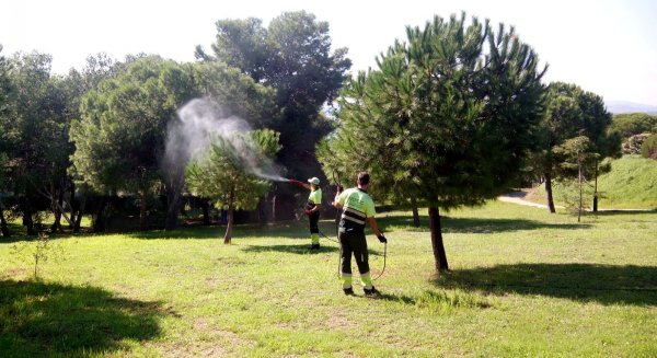 El Ayuntamiento de Estepona pone en marcha un plan de tratamiento contra la procesionaria del pino