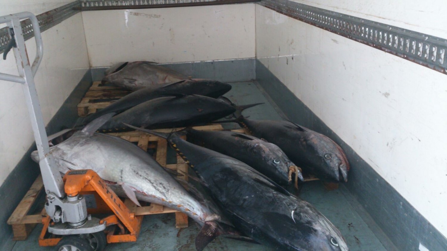 La Inspección Pesquera de la Junta intercepta 7 atunes rojos pescados de forma ilegal en Málaga
