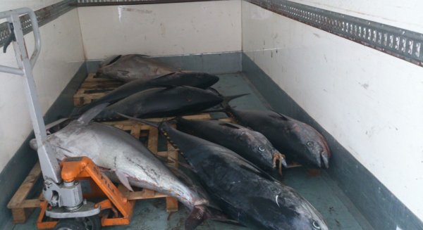 La Inspección Pesquera de la Junta intercepta 7 atunes rojos pescados de forma ilegal en Málaga