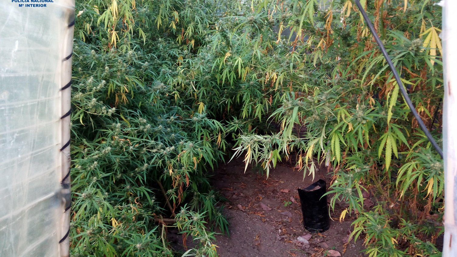 La Policía Nacional desmantela un invernadero de marihuana en una finca de Frigiliana y detiene a una persona