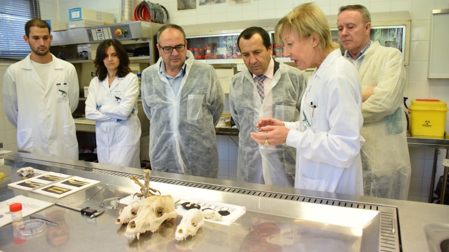 El CAD constata la presencia del Lobo Ibérico y la Junta impulsa un plan de reintroducción  en Andalucía