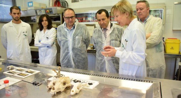 El CAD constata la presencia del Lobo Ibérico y la Junta impulsa un plan de reintroducción  en Andalucía