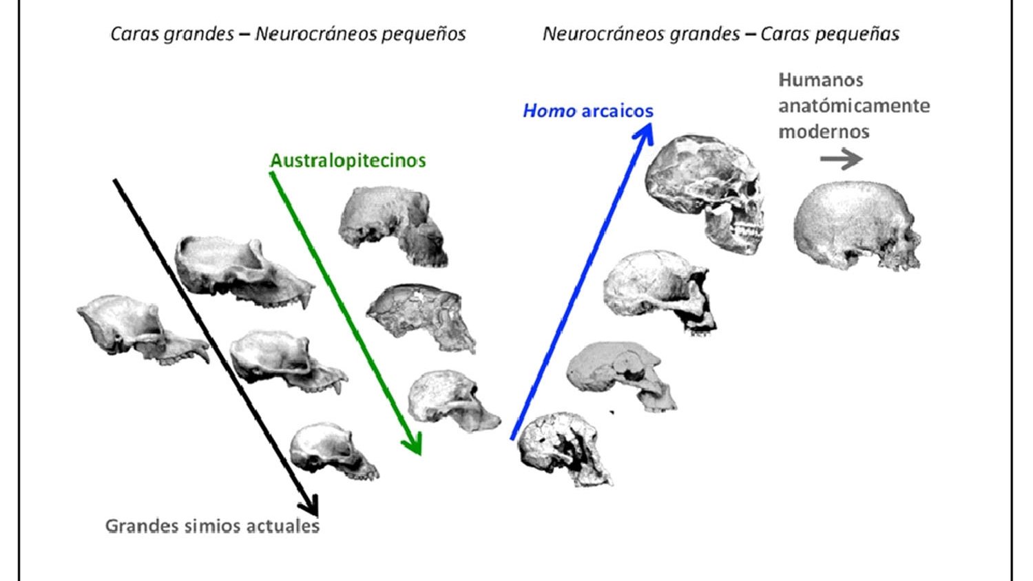 Investigadores de la UMA revelan cómo evolucionó el rostro humano