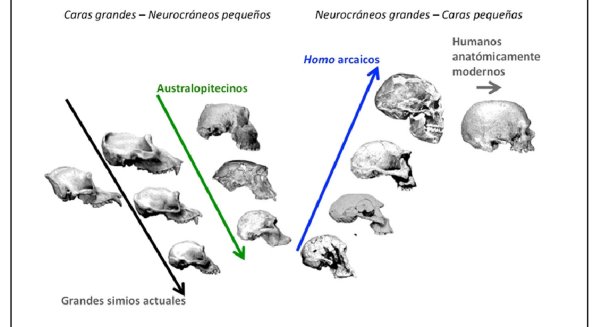 Investigadores de la UMA revelan cómo evolucionó el rostro humano