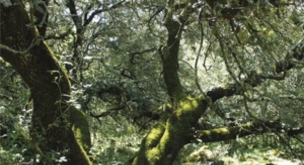 La revista 'Jábega' aborda la relación entre biodiversidad y actividades humanas