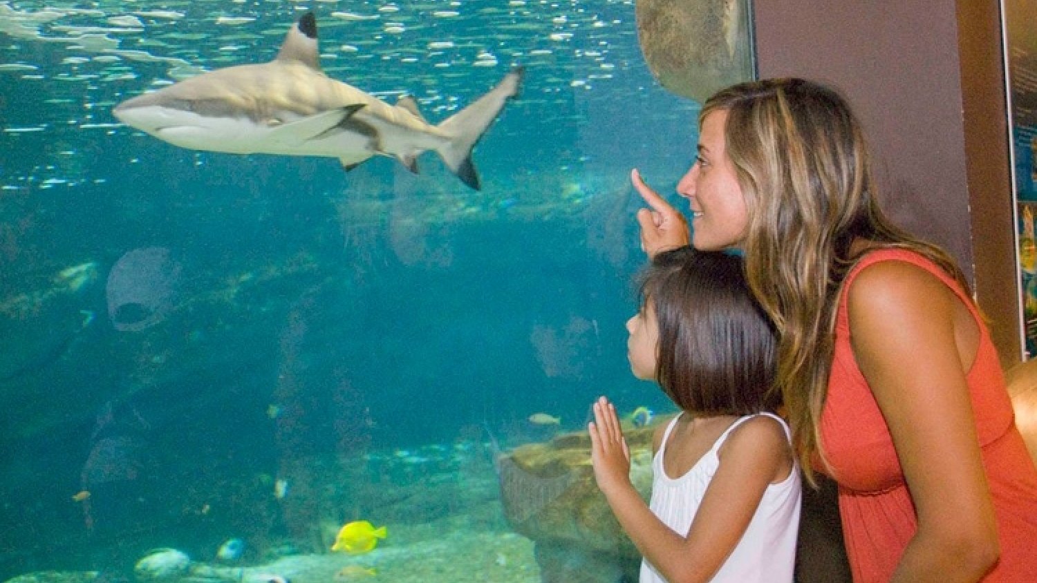 Sea Life Benalmádena celebra la semana del tiburón