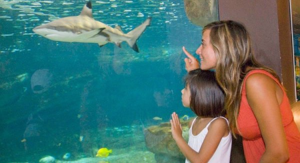 Sea Life Benalmádena celebra la semana del tiburón